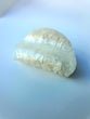 The Pearl Clam Claw 8.5cm